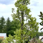  Hrab obyčajný (Carpinus betulus) ´PYRAMIDALIS´ - výška 350-360 cm, kont. C240L - ŠPIRÁLA 